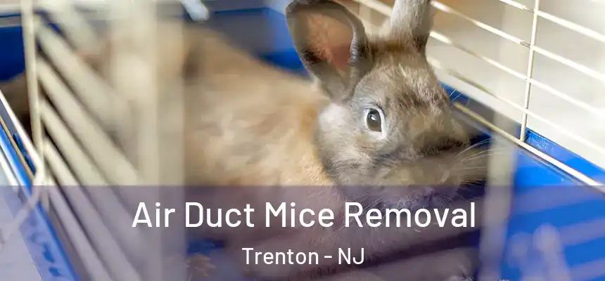 Air Duct Mice Removal Trenton - NJ